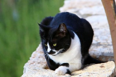 kedi predator kadrosu kedi ailesinin bir memeli olduğu. 