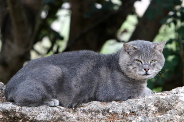 Gato Mamífero Familia Gatos Del Escuadrón Depredadores —  Fotos de Stock