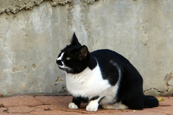 猫是捕食者队猫族的哺乳动物 — 图库照片