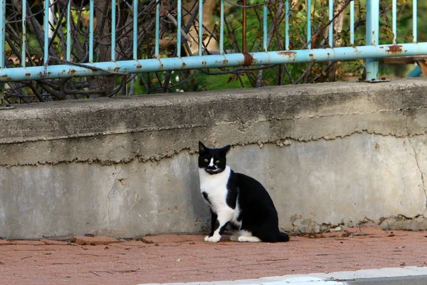 Kat Een Zoogdier Uit Familie Van Kat Van Predator Ploeg — Stockfoto