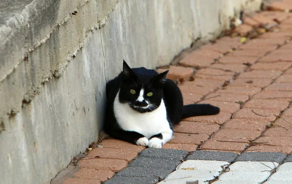 Die Katze Ist Ein Säugetier Aus Der Familie Der Raubkatzen — Stockfoto