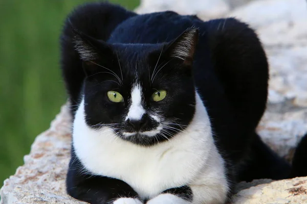 Gato Mamífero Familia Gatos Del Escuadrón Depredadores — Foto de Stock