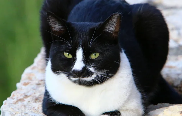 Gato Mamífero Familia Gatos Del Escuadrón Depredadores — Foto de Stock