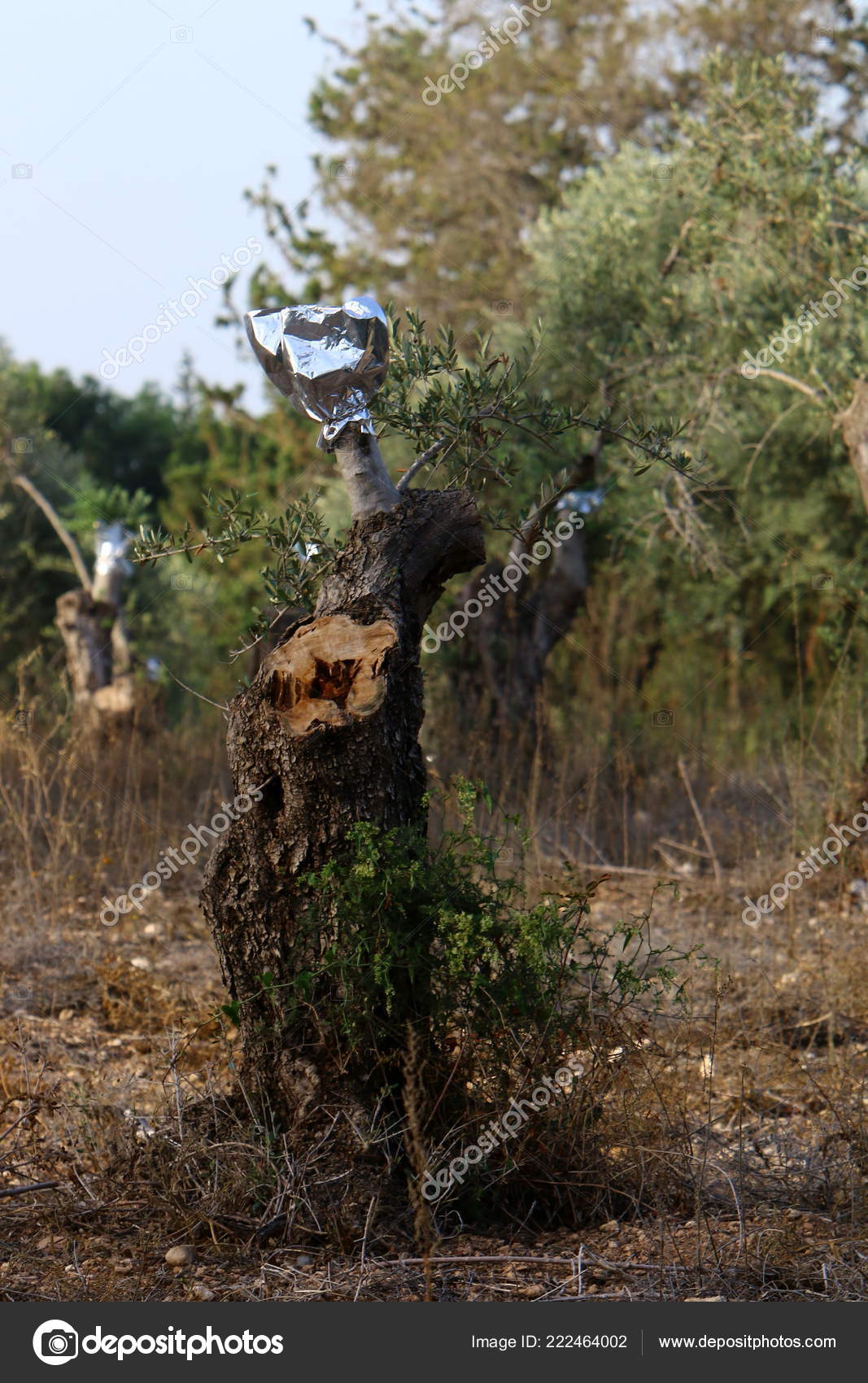 Grafting Trees Old Olive Garden Northern Israel Stock Photo