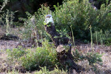 Kuzey İsrail eski zeytin Bahçe ağaçlarında aşılama 