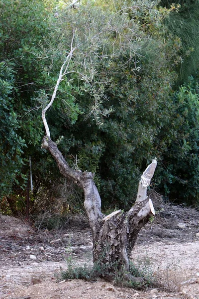 Veredelung Von Bäumen Altem Olivengarten Nordisrael — Stockfoto