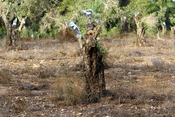 Greffe Arbres Dans Ancien Jardin Oliviers Dans Nord Israël — Photo