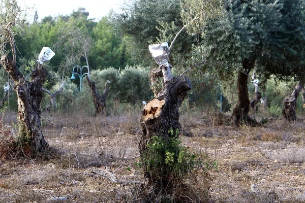Enxertia Árvores Antigo Jardim Oliveiras Norte Israel — Fotografia de Stock