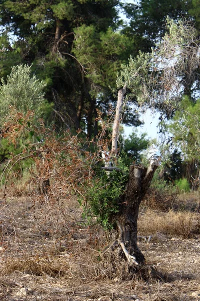 Injerto Árboles Viejo Olivar Norte Israel — Foto de Stock