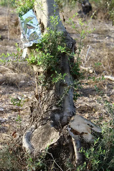 Injerto Árboles Viejo Olivar Norte Israel — Foto de Stock