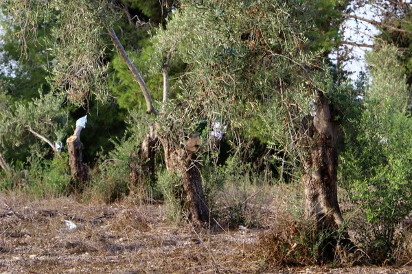 Injerto Árboles Viejo Olivar Norte Israel — Foto de Stock