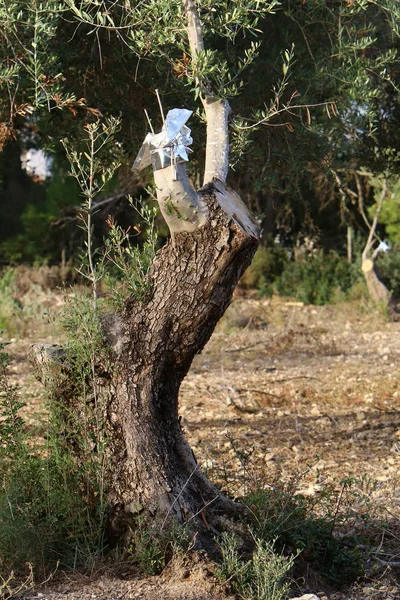 Injerto Árboles Viejo Olivar Norte Israel — Foto de Stock