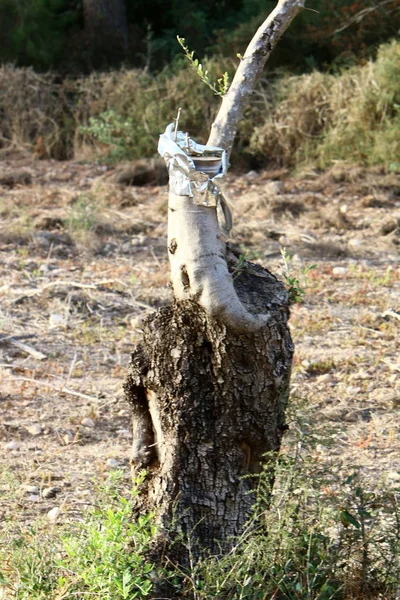 Veredelung Von Bäumen Altem Olivengarten Nordisrael — Stockfoto