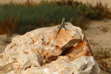 bir kertenkele büyük kayanın üzerinde oturur ve güneşin altında basks 