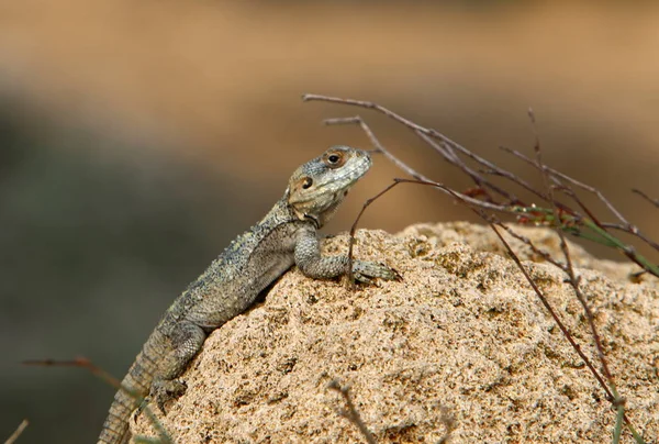 一只蜥蜴坐在一块大石头上 晒太阳 — 图库照片