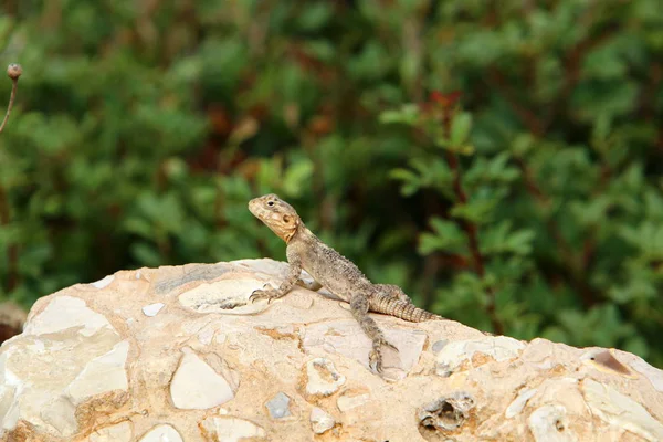 Eine Eidechse Sitzt Auf Einem Großen Felsen Und Sonnt Sich — Stockfoto