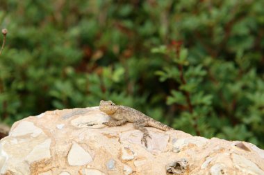 bir kertenkele büyük kayanın üzerinde oturur ve güneşin altında basks 