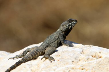 bir kertenkele büyük kayanın üzerinde oturur ve güneşin altında basks 