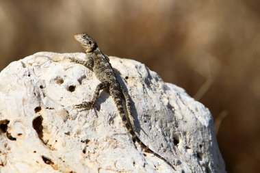 bir kertenkele büyük kayanın üzerinde oturur ve güneşin altında basks 