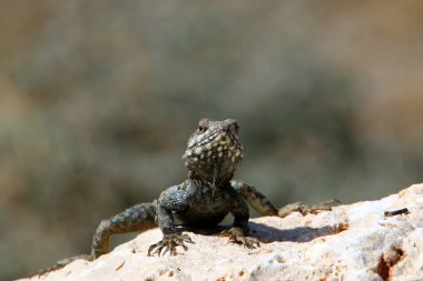 bir kertenkele büyük kayanın üzerinde oturur ve güneşin altında basks 