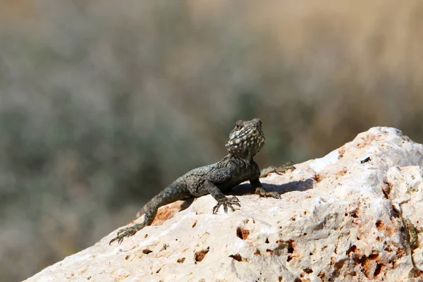 Lézard Est Assis Sur Gros Rocher Prélasse Soleil — Photo