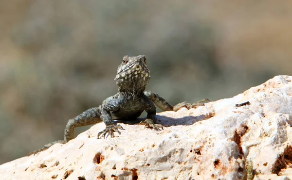 Lagarto Senta Sobre Uma Grande Rocha Banha Sol — Fotografia de Stock