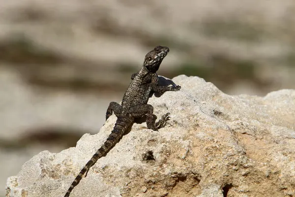 Lagarto Senta Sobre Uma Grande Rocha Banha Sol — Fotografia de Stock