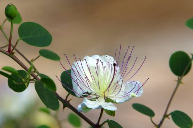 Kuzey İsrail'Doğa ve çiçek resimleri kapat 