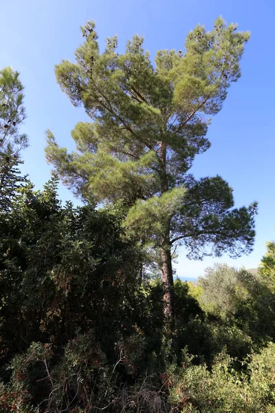 Kuzey İsrail'Doğa ve çiçek resimleri kapat 