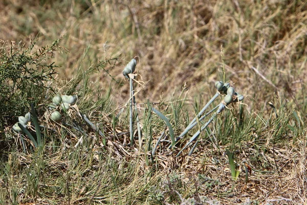 Images Nature Des Fleurs Gros Plan Dans Nord Israël — Photo