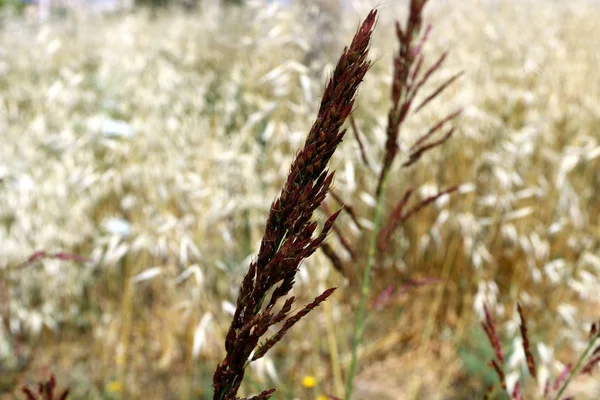 Imagens Natureza Flores Perto Norte Israel — Fotografia de Stock