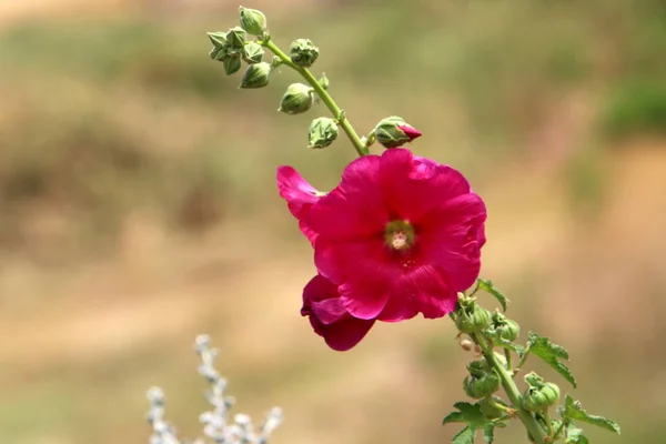 イスラエル北部の自然と花の写真をクローズ アップ — ストック写真