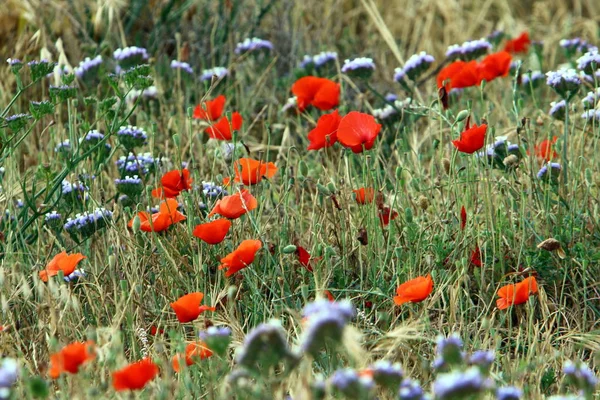 Fotografías Naturaleza Las Flores Cerca Norte Israel — Foto de Stock