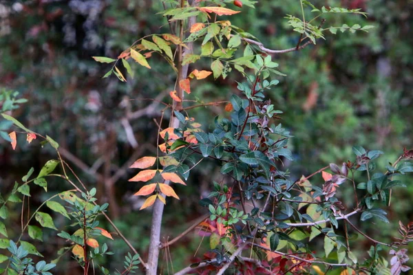 Images Nature Des Fleurs Gros Plan Dans Nord Israël — Photo