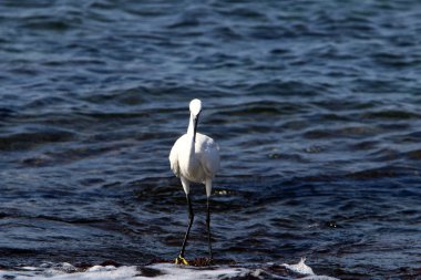 Kuzey İsrail'Akdeniz kıyısında balık Egretta yakalar 