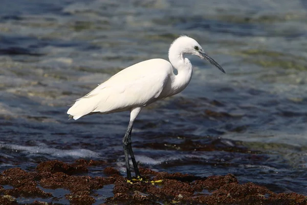 Egretta Fängt Fische Den Ufern Des Mittelmeeres Nordisrael — Stockfoto