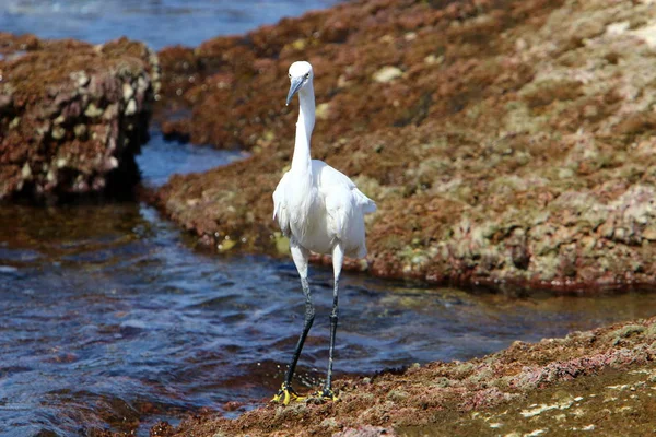 Egretta Captura Peixe Nas Margens Mediterrâneo Norte Israel — Fotografia de Stock