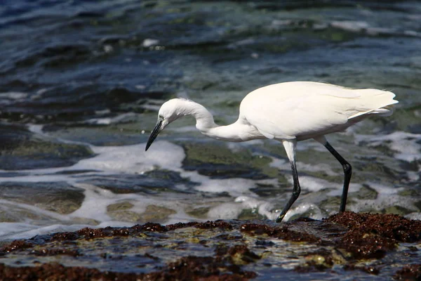 Egretta Captura Peixe Nas Margens Mediterrâneo Norte Israel — Fotografia de Stock