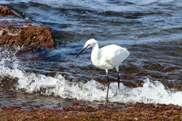 Egretta Captura Peixe Nas Margens Mediterrâneo Norte Israel — Fotografia de Stock