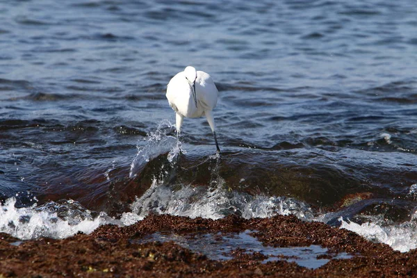 Egretta Capture Poisson Sur Les Rives Méditerranée Dans Nord Israël — Photo