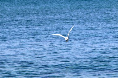 Akdeniz'de İsrail devletinin kuzey kıyısında 