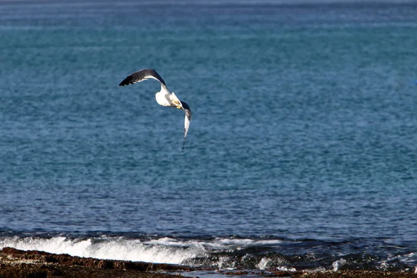 Coast Mediterranean Sea North State Israel — Stock Photo, Image