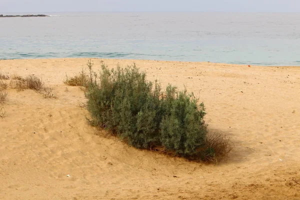 Costa Del Mar Mediterraneo Nel Nord Dello Stato Israele — Foto Stock