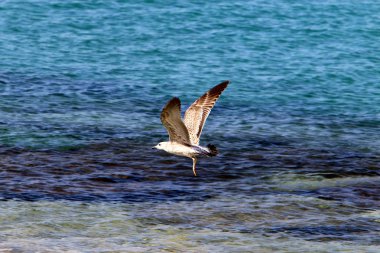 Akdeniz'de İsrail devletinin kuzey kıyısında 