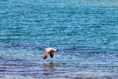 Akdeniz'de İsrail devletinin kuzey kıyısında 
