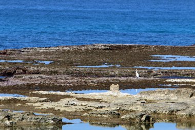 Akdeniz'de İsrail devletinin kuzey kıyısında 