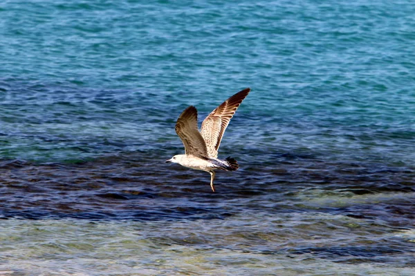 Akdeniz'de İsrail devletinin kuzey kıyısında 