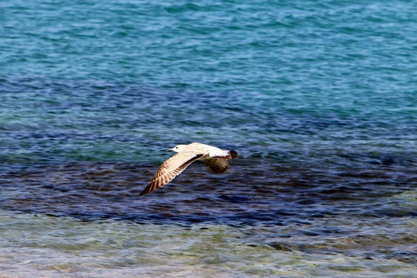 Akdeniz'de İsrail devletinin kuzey kıyısında 