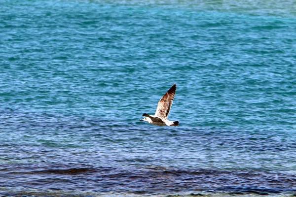 Akdeniz'de İsrail devletinin kuzey kıyısında 