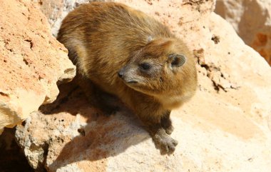 Daman bir taşa oturur ve güneşin altında basks 